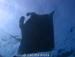 Manta Ray by Carlotta Arona 